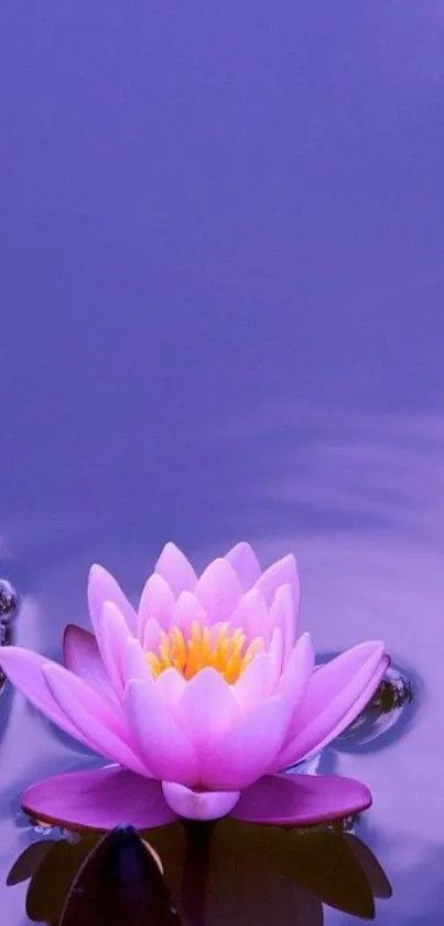 Purple water lily floating on serene water surface.