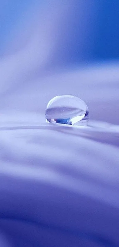 Purple mobile wallpaper with a single water droplet on a petal.