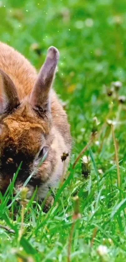 Brown rabbit eating grass in a serene green environment.