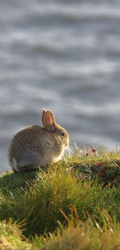 Rabbit resting on a sunny green meadow with a blurred background.