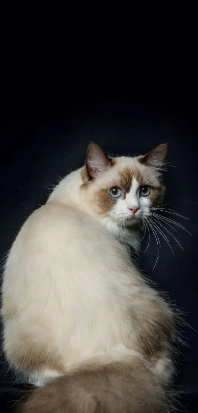 Ragdoll cat sitting against a dark background in mobile wallpaper.