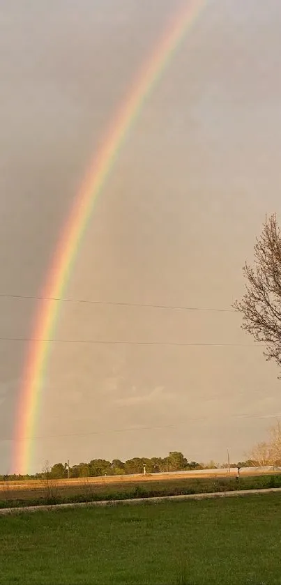 Rainbow arching over a serene field with a light brown sky and green grass.