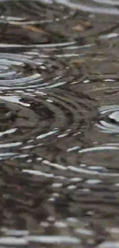 Raindrop ripples creating waves on water surface.