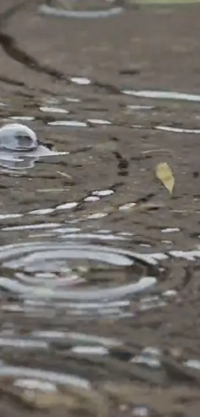 Raindrop causing ripples in water, creating a serene and tranquil scene.