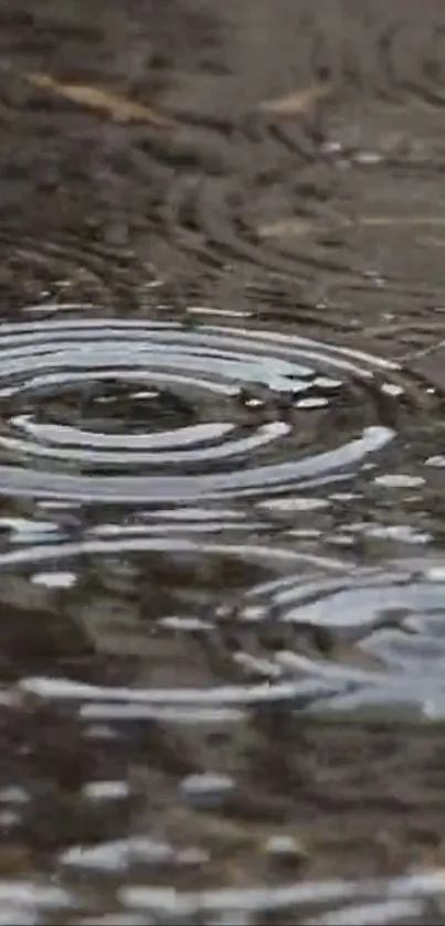 Raindrops creating ripples on water surface wallpaper.