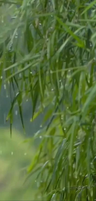 Close-up of bamboo leaves with rain drops.