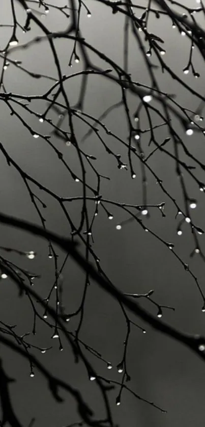 Grayscale wallpaper featuring rain-drenched branches on a calm background.