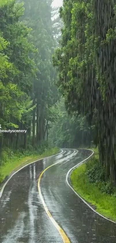 Rainy forest pathway with lush greenery and winding road.