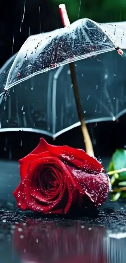 A red rose under a clear umbrella with raindrops.