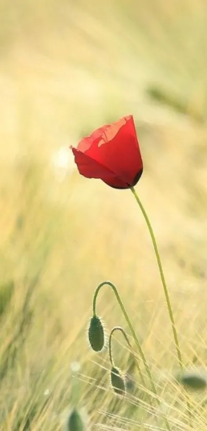 Red flower stands in sunlit grassy field wallpaper.