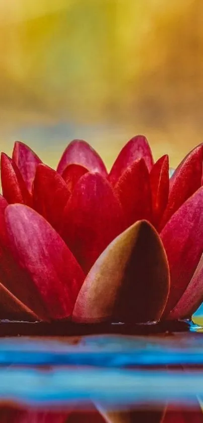 Beautiful red lotus flower on water, serene and vibrant.