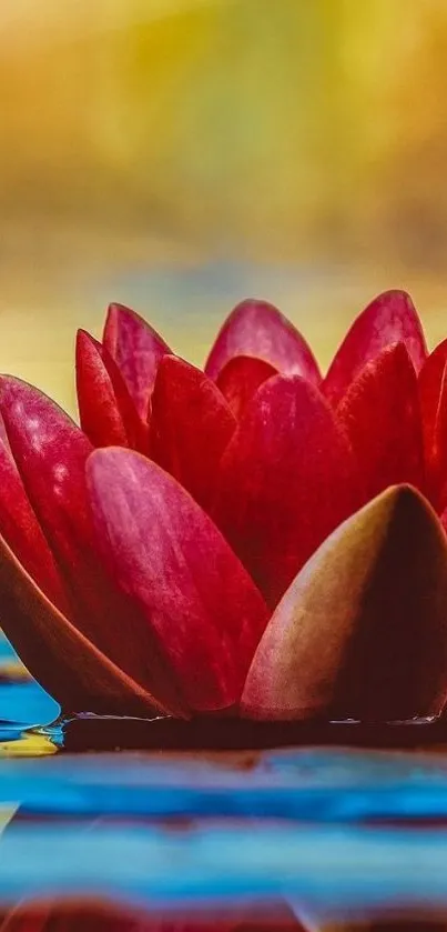 Red lotus flower with serene background.