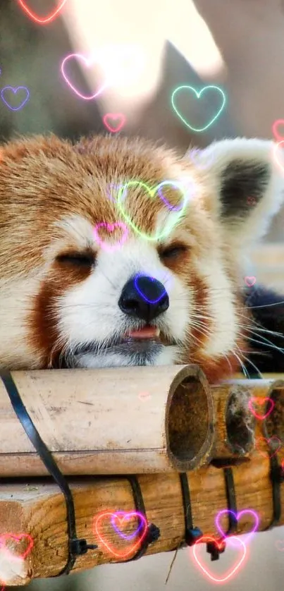 Red panda resting peacefully on a bamboo platform in nature.