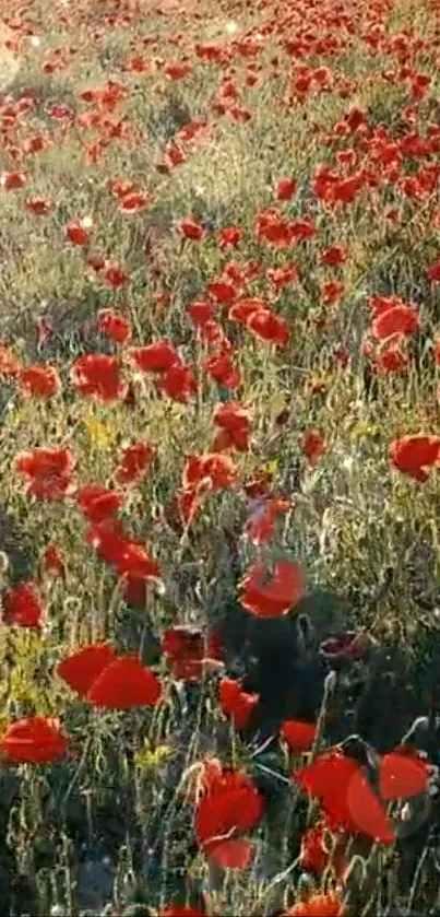 Lush field of red poppies in a serene natural setting.