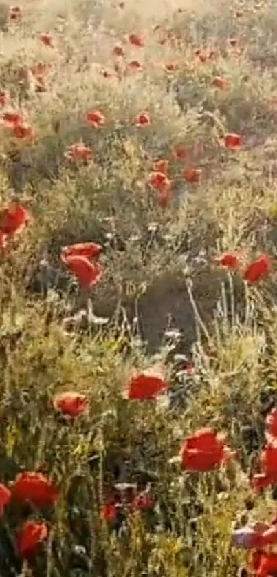 A field with red poppies under gentle sunlight in a serene meadow.