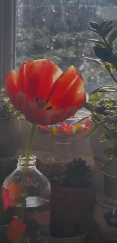 Red tulip in a glass bottle on a windowsill with surrounding plants.