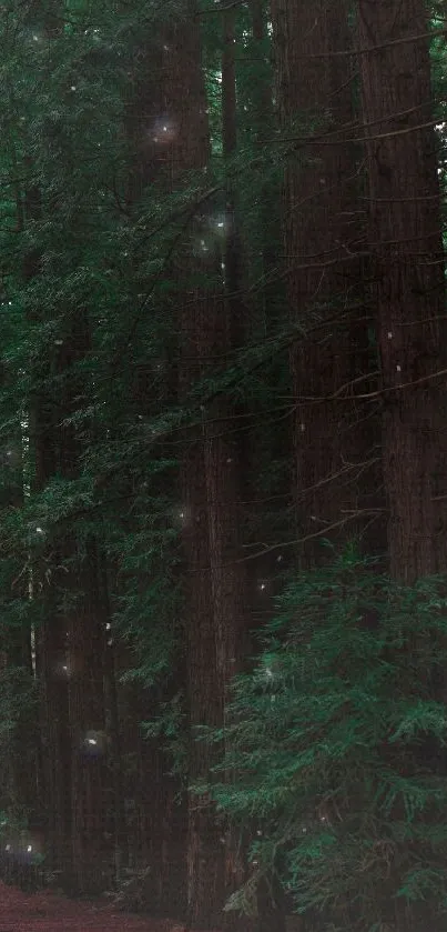 Pathway through towering redwood trees in a lush, green forest landscape.