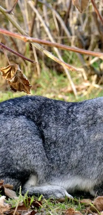 Resting gray rabbit among autumn leaves in a serene outdoor setting.