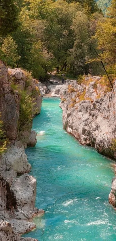 Turquoise river flowing through forested canyon.