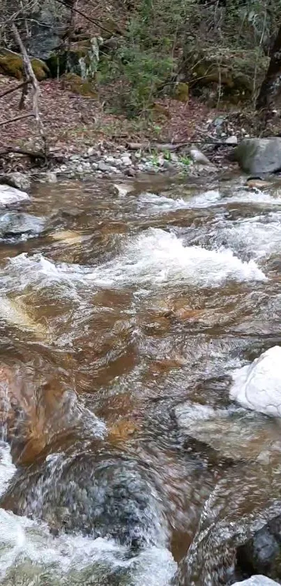 Serene river flows through a tranquil forest setting.