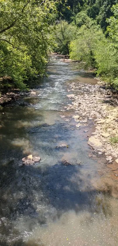 A tranquil river flowing through lush green forest.