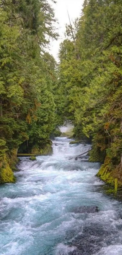 Serene river flowing through a lush green forest.