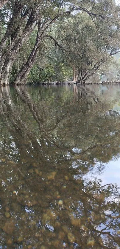 Calm river with tree reflections in serene nature setting.