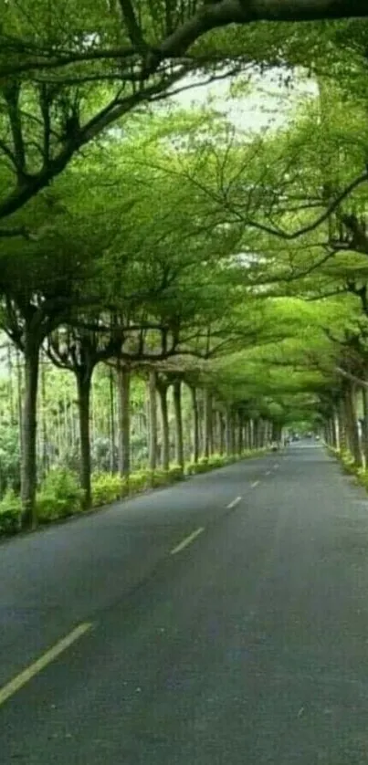 Serene road under green tree canopy wallpaper for mobile devices.