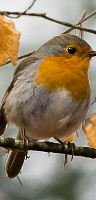 Robin bird resting on a branch with autumn leaves.