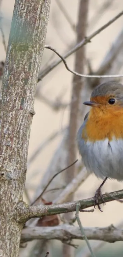 Robin perched on a branch with a soft winter background.