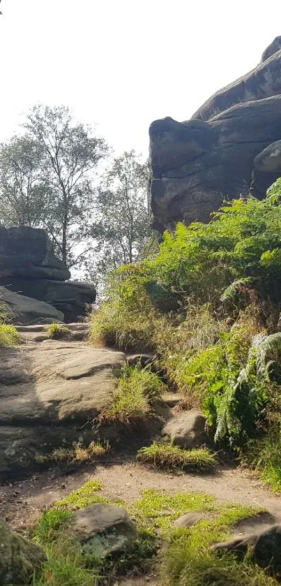 Rocky pathway with greenery and boulders.