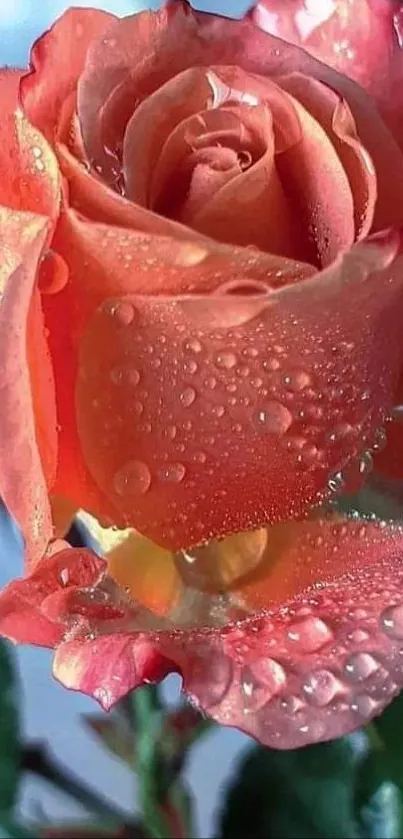 Close-up of a coral rose with dewdrops for a mobile wallpaper.