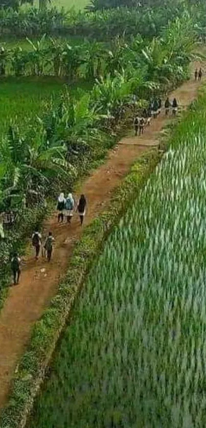 Rural pathway through lush green fields creating a serene landscape.