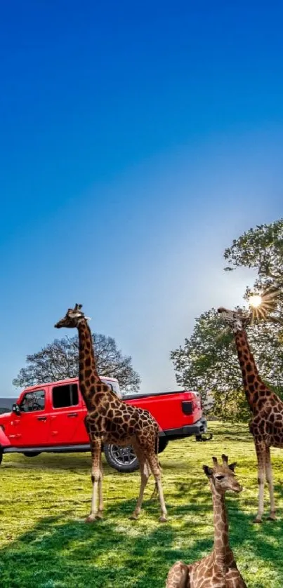 Giraffes and red truck in a lush green field under a vivid blue sky.