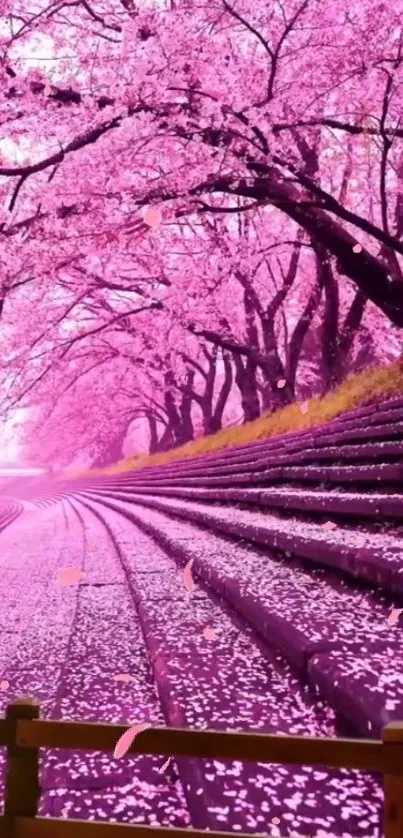 Sakura pathway with pink cherry blossoms in a serene setting.