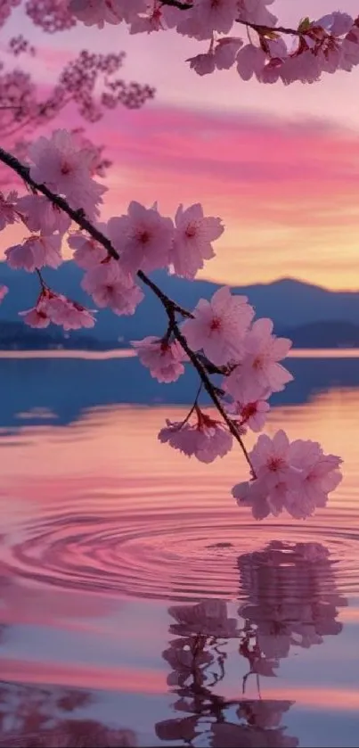 Cherry blossom branch reflecting in a sunset-lit lake.