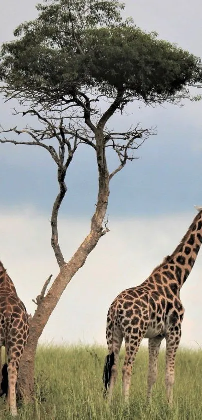 Two giraffes standing by a tree on a savanna