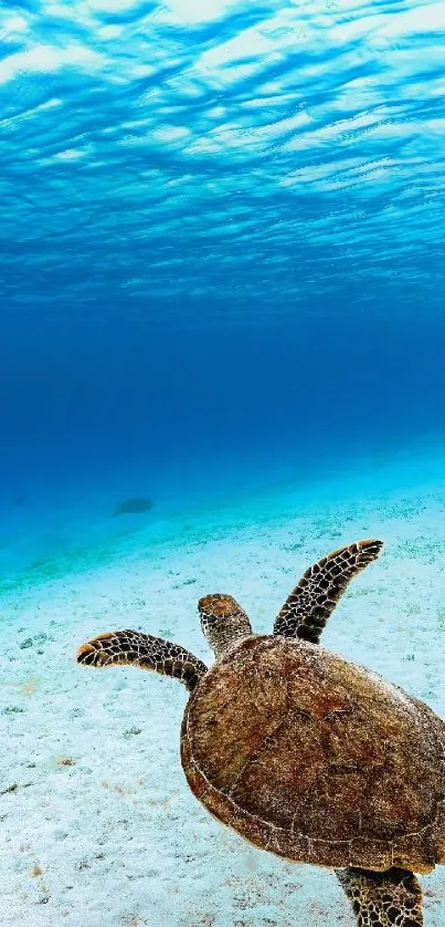 Tranquil sea turtle swims in a vivid blue ocean with a sandy seabed.