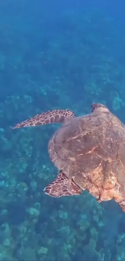 Sea turtle gracefully gliding in a deep blue ocean scene.