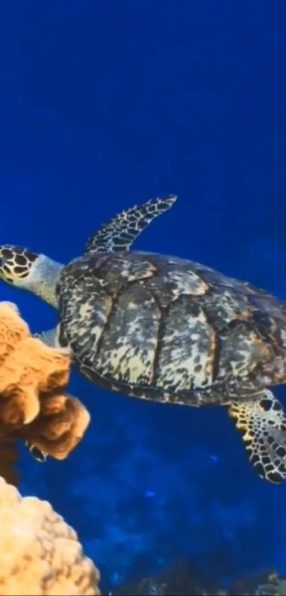 A sea turtle peacefully swimming near coral in clear blue ocean waters.