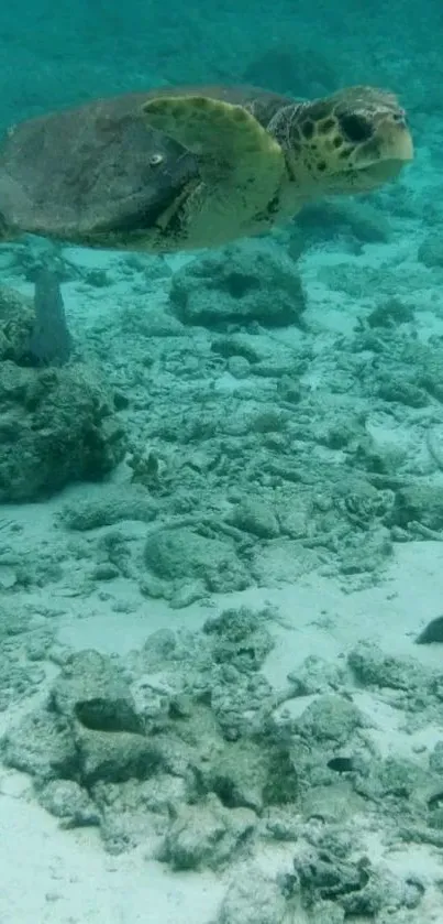 Sea turtle gracefully swimming underwater over ocean floor.