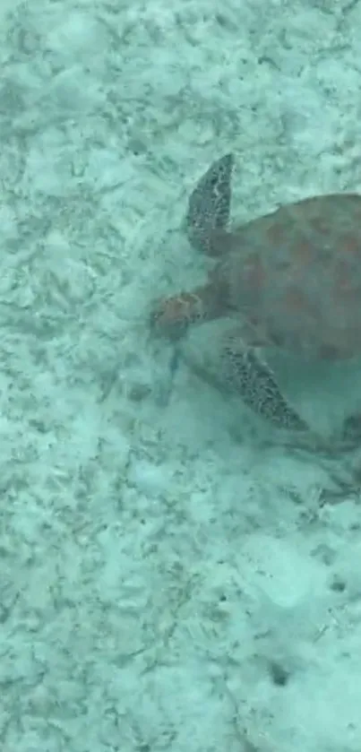 Sea turtle gracefully swimming underwater against a seafoam green background.