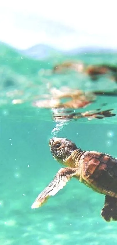 Sea turtle glides through vivid turquoise waters in a tranquil setting.