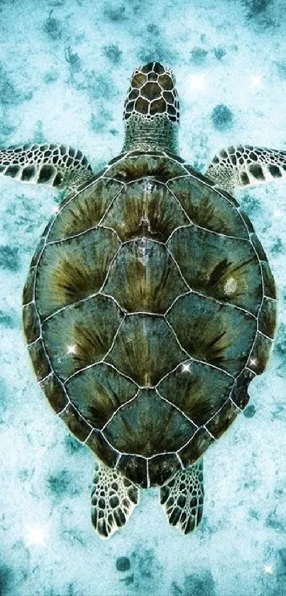 Top view of sea turtle swimming over ocean floor with textured background.