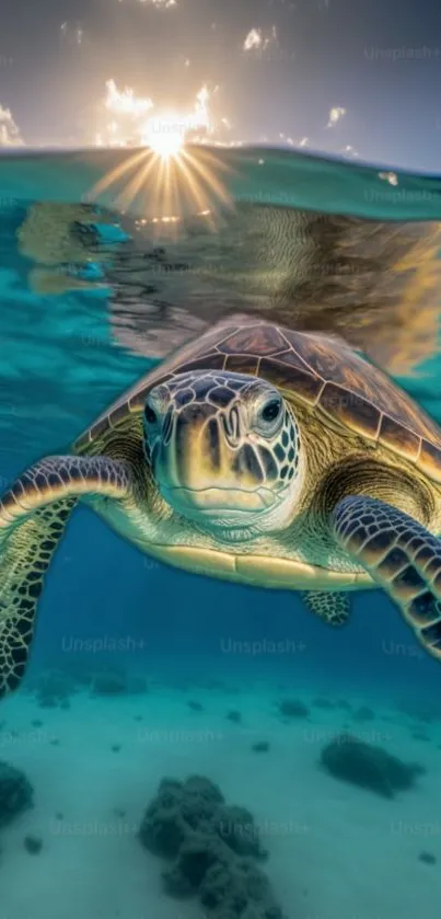 Beautiful sea turtle swimming in vibrant turquoise ocean waters at sunset.