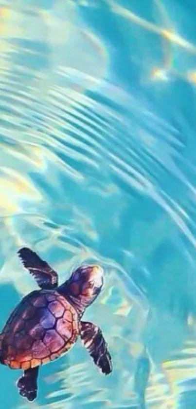 A serene sea turtle swimming in clear aqua waters.