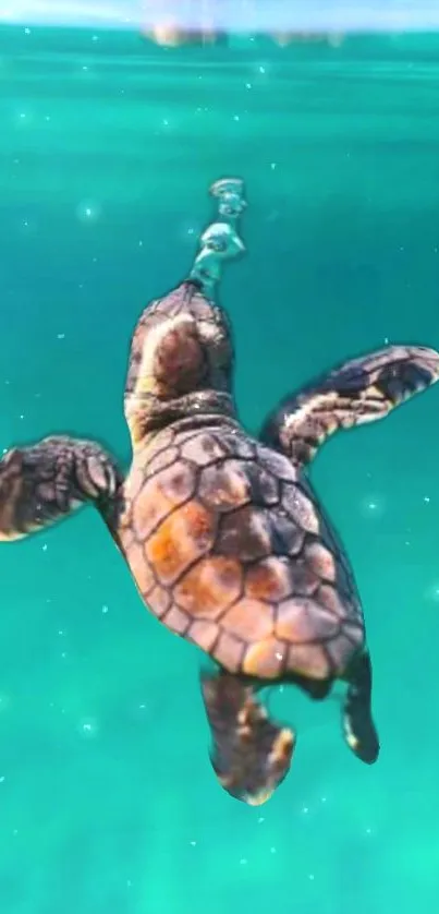 A serene scene of a sea turtle swimming through turquoise ocean waters.