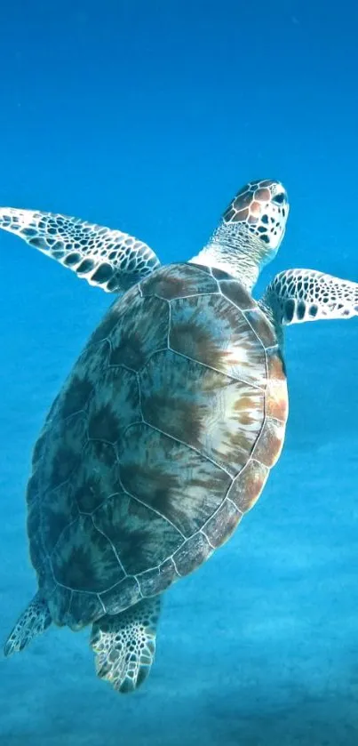 Serene sea turtle swimming in clear blue ocean waters.