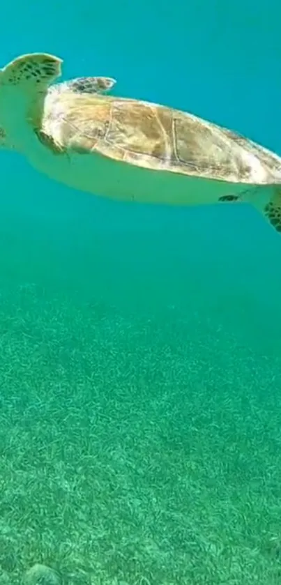 Sea turtle swimming in turquoise waters.