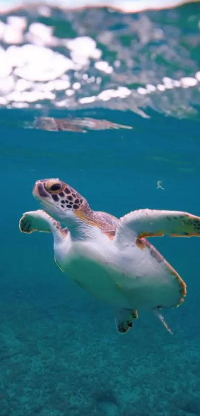 Serene sea turtle swimming in clear turquoise waters.